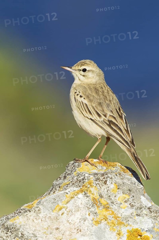 Tawny Pipit (Anthus campestris), Mallorca, Spain