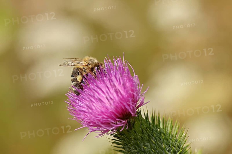 European honeybee (Apis mellifera) collecting nectar from a flower of the field thistle (Cirsium arvense), close-up photograph, Wilnsdorf, North Rhine-Westphalia, Germany