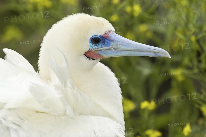 Red-footed Booby (Sula sula), Hawaii, USA