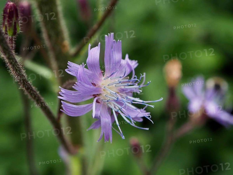 Detail of a purple flower, Alpine milk-lettuce (Cicerbita alpina), against a green backdrop, Goms, Canton of Valais, Switzerland