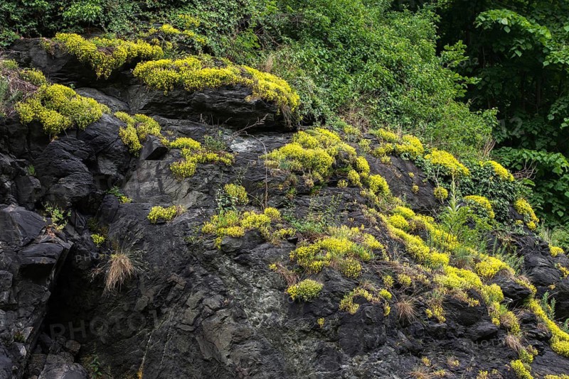Crassulaceae, thick-leafed plants, sedum spec., Vogtland Switzerland, diabase, Elstertal, rocky ground, flora, stonecrop, nature reserve, nature reserve, plants, rockery, Vogtland