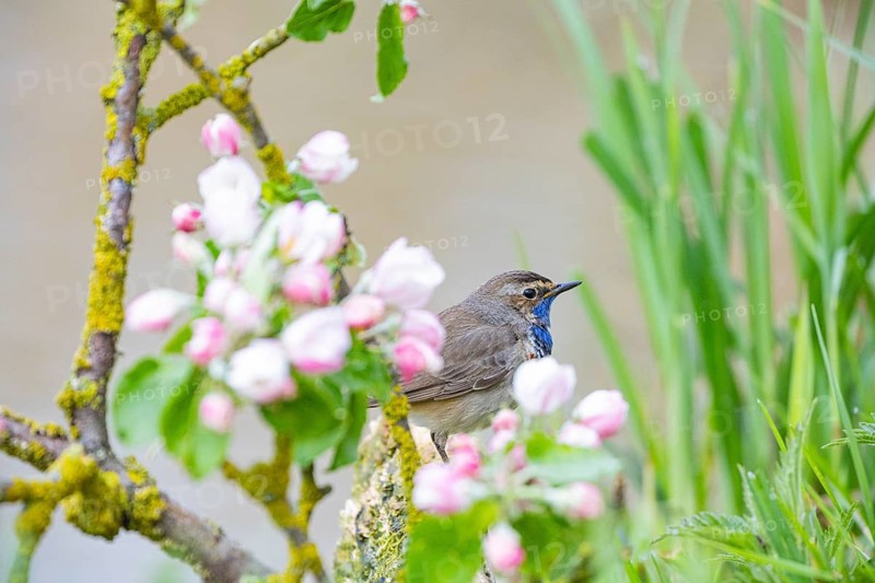 Bluethroat (Luscinia svecica cyanecula) ml Germany