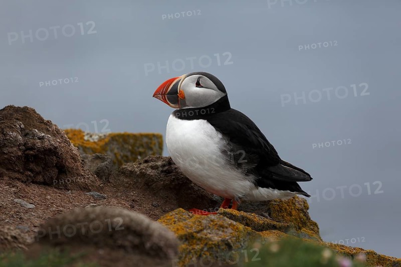Atlantic Puffin, Common Puffin. Fratercula arctica, at the cliffs of Latrabjarg, Iceland