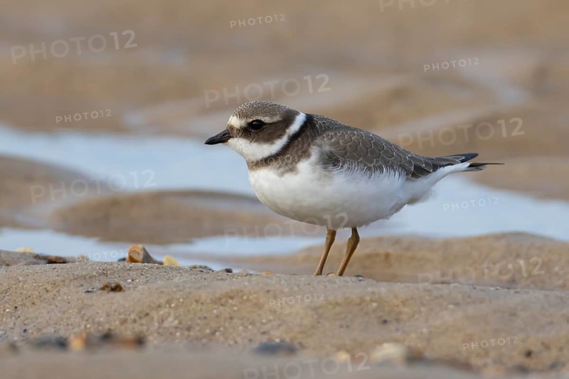 Ringed plover (Charadrius hiaticula) juvenile young wading bird on a beach, Norfolk, England, United Kingdom