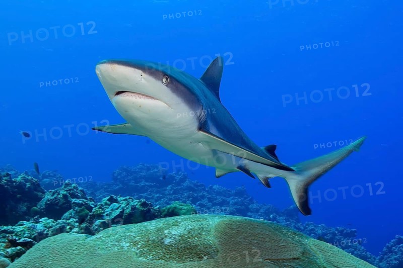 Underwater photograph of a Grey reef shark (Carcharhinus amblyrhynchos) . The predatory fish swims over a coral reef in search of prey, tropical seas, the Red Sea, the Indian Ocean, the Pacific, international