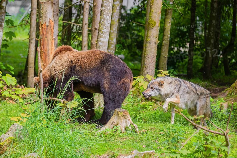 A eurasian grey wolf (Canis lupus lupus) attacks an european brown bear (Ursus arctos arctos)