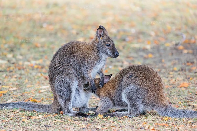 A female red-necked wallaby (Macropus rufogriseus) nurses her not-so-young joey on a cloudy day in a parched meadow. Eastern Australia, Tasmania, islands of the Bass Strait