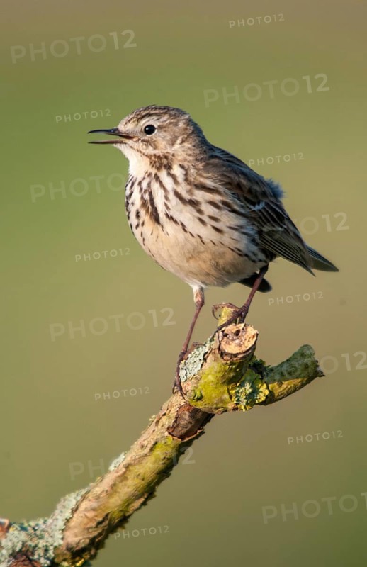 Anthus pratensis, meadow pipit, birds, high size, portrait format, passeri, songbirds, songbirds, birds