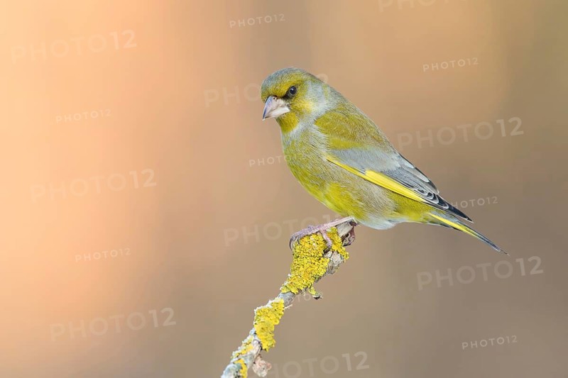 European Greenfinch (Chloris chloris) male perched on a lichen branch, Poland