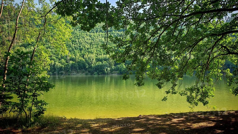A quiet shore with shady branches and forest in the background, idyllic bathing area on Hohenwarte Stausee Weg, Thuringian Slate Mountains nature park Park, Obere Saale, Thuringian Sea, Thuringia
