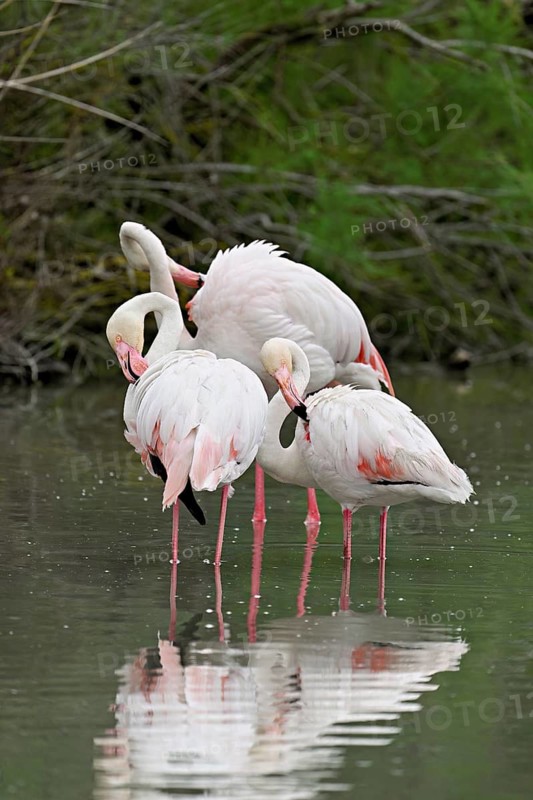 Three greater flamingos (Phoenicopterus roseus), standing in the water, Camargue Regional Nature Park, southern France, France