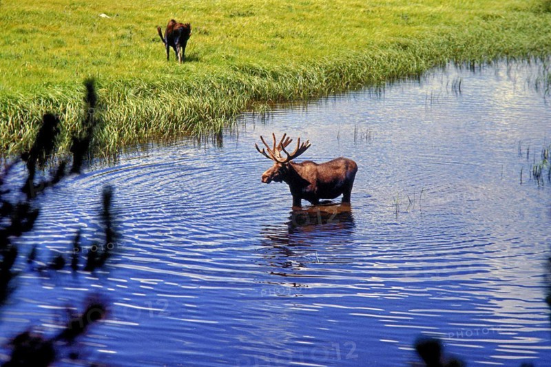 Moose, North America: Moose, Yellowstone Park, oldest national park in the world, Wyoming, USA