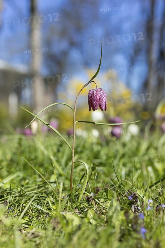 Snake's Head Fritillary (Fritillaria meleagris) in bloom, Dresden, Saxony, Germany