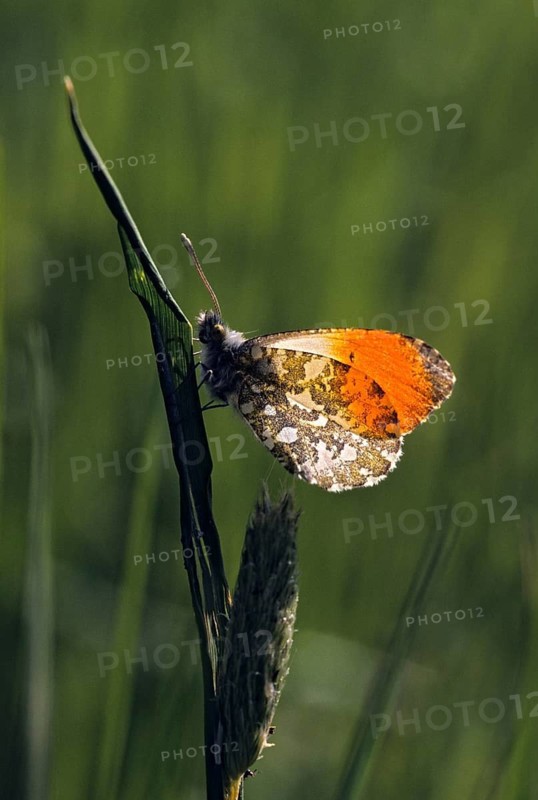 Anthocharis cardamines, aurorafter, orange tip, butterfly, backlight, high size, portrait format, insects, leo, butterfly, butterfly, butterflies