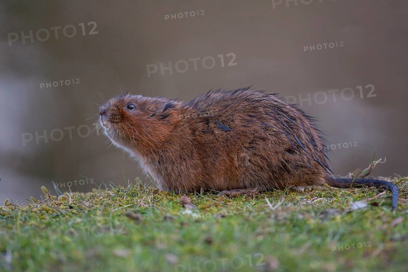 Water vole (Arvicola amphibius) adult rodent mammal on a river bank, England, United Kingdom