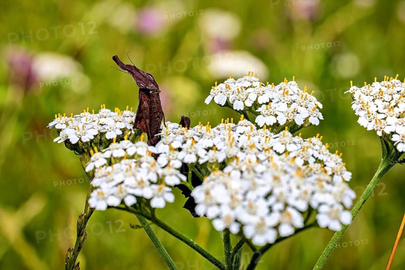 Flowers against a green background, with an insect standing out against it: a phantom mantis in a meadow near Windhoek, Namibia (Phyllocrania paradoxa)