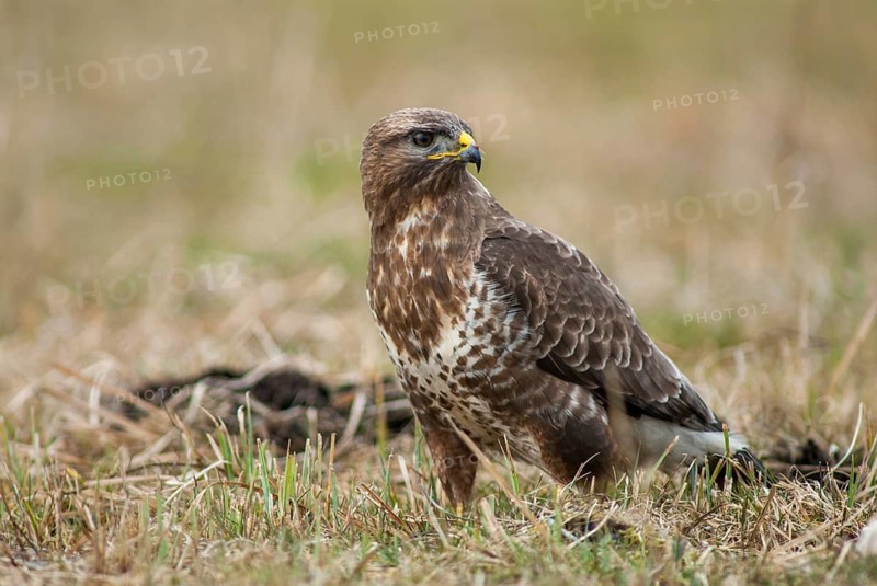 Accipitriformes, buzzard, buteo buteo, buzzard, buzzard, birds of prey, leo, raptor, raptors, birds