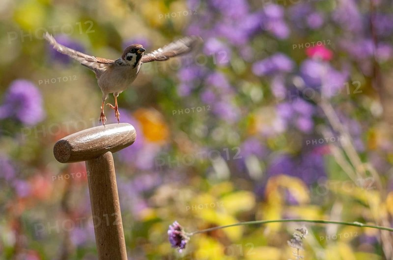 Tree sparrow, Passer Montanus, sparrow, tree sparrow, birds, garden, passeri, songbirds, sparrow, sparrow, sparrow, sparrow, sparrow, sparrow, birds