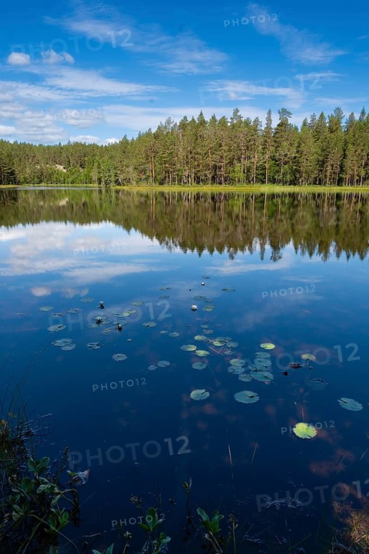 View across Ongeltjørn, water lilies (Nymphaea), Telemark, Norway
