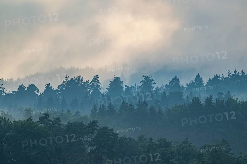 Rising fog in the evening over the forest, near Regensburg, Upper Palatinate, Bavaria, Germany