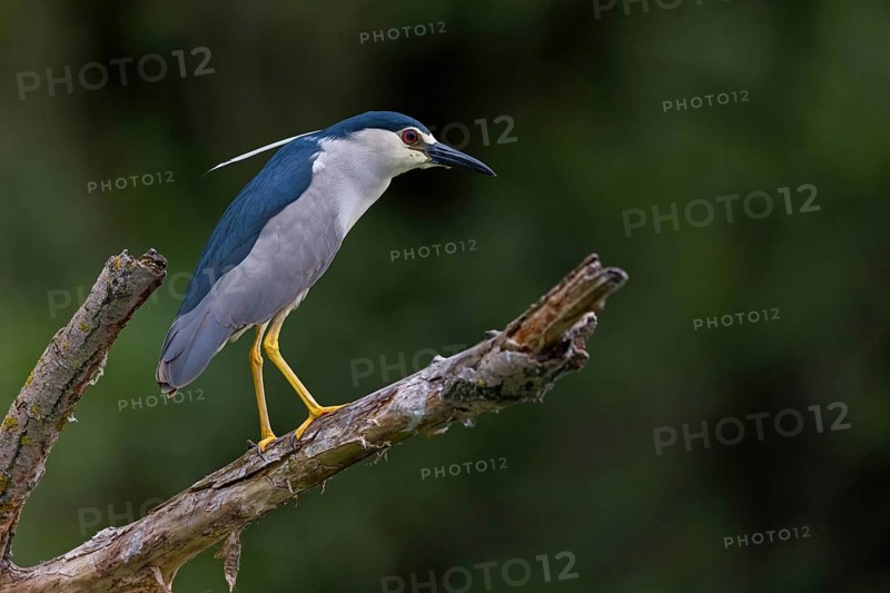 Black-crowned black crowned night heron (Nycticorax nycticorax), Bihoreau gris, HÈron bihoreau, Martinete Com?n, Ayn Razat, Salalah, Dhofar, Oman