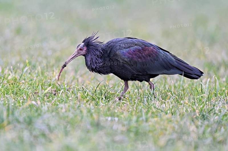 Northern bald ibis (Geronticus eremita), foraging in a meadow, Canton Zug, Switzerland