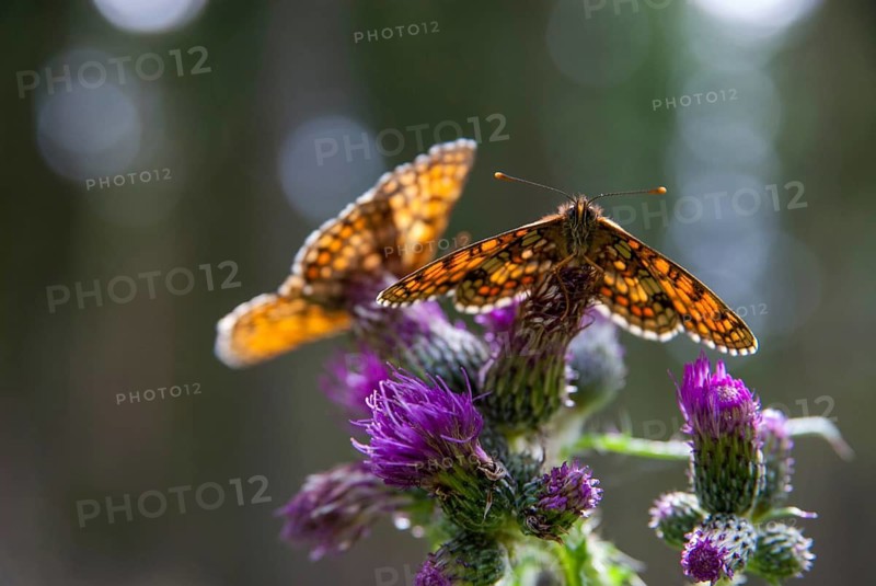Common butterflies, heath fritillary, melitaea athalia, quail wheat moth, butterfly, insects, butterfly, butterflies, butterflies