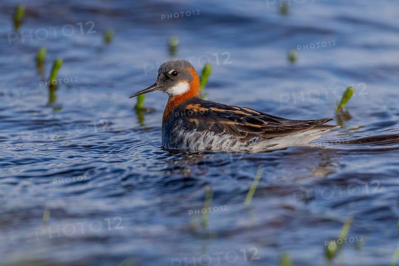 Odin's chicken (Phalaropus lobatus), in splendour, hunting insect larvae, Vadsö, Varangerfjord, Norway