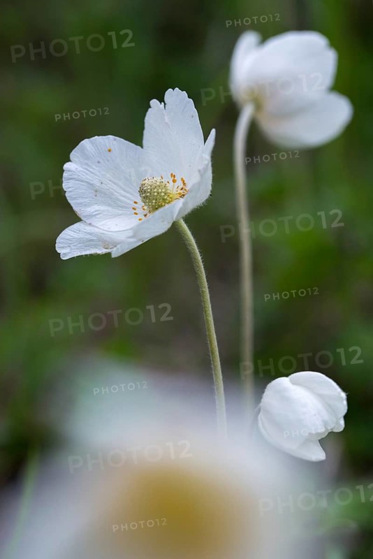 Anemone sylvestris, large anemone, buttercup family, ranunculaceae, forest anemone, anemone, anemone, flora, high size, portrait format, plants, snowdrop anemone, snowdrop windflower