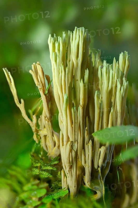 Clavaria apiculata, clavaria densissima, clavariella apiculata, green-tipped coral fungus, green-tipped coral, coral, ramaria apiculata, pointed coral, turquoise-pointed coral, fungi, fungus, high size, vertical format, mushrooms