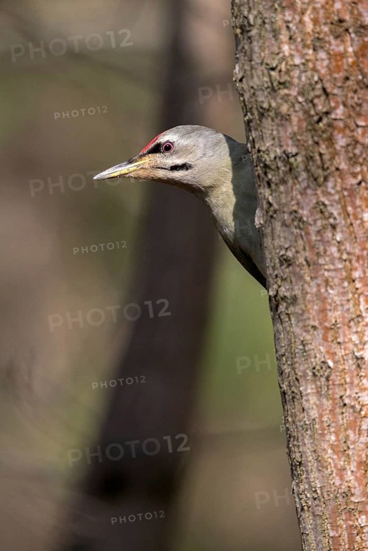 Grey-headed Woodpecker woodpecker, grey-faced woodpecker, grey-headed woodpecker, picus canus, birds, high size, portrait format, male, piciformes, woodpeckers, birds, woodpecker