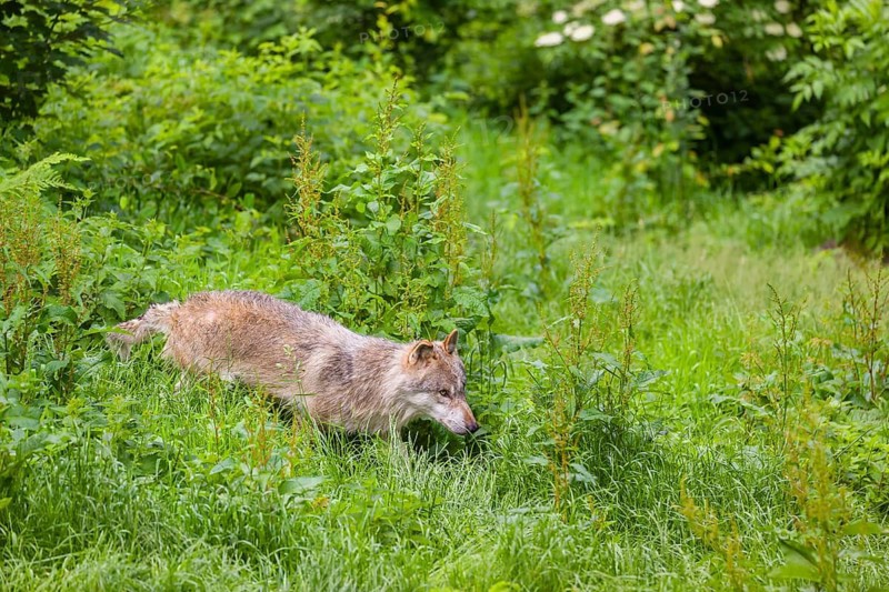 An adult male gray wolf (Canis lupus lupus) runs across a green meadow in hilly terrain