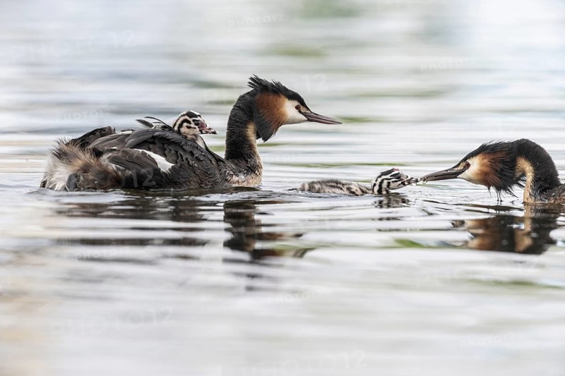 Great Crested Grebe (Podiceps Scalloped ribbonfish) with juveniles, Emsland, Lower Saxony, Germany