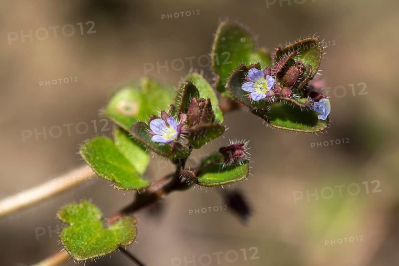 Ivy honorary prize, ivy leaf honorary prize, plantaginaceae, Veronica hederifolia, plantain plants, flora, ivy-leaved speedwell, plants, plants