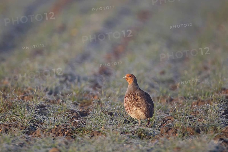 Grey or English or Hungarian partridge (Perdix perdix) adult game bird in a farmland cereal field, Norfolk, England, United Kingdom