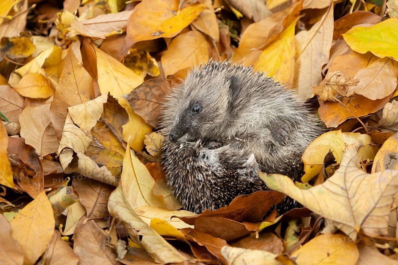 European hedgehog (Erinaceus europaeus) adult animal on fallen autumn leaves, England, United Kingdom