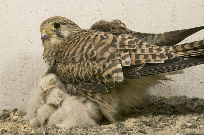 Common Kestrel (Falco tinnunculus) juvenile, Saxony, Germany