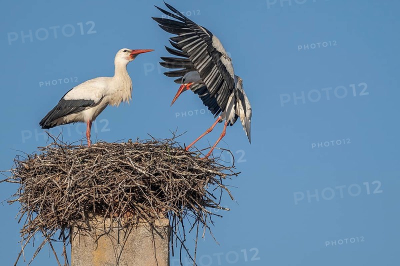 Two white storks (ciconia ciconia) can be seen in a tree. One is on the nest while the other arrives flying. It is spring and the sky is blue. Lower Rhine, Alsace, France
