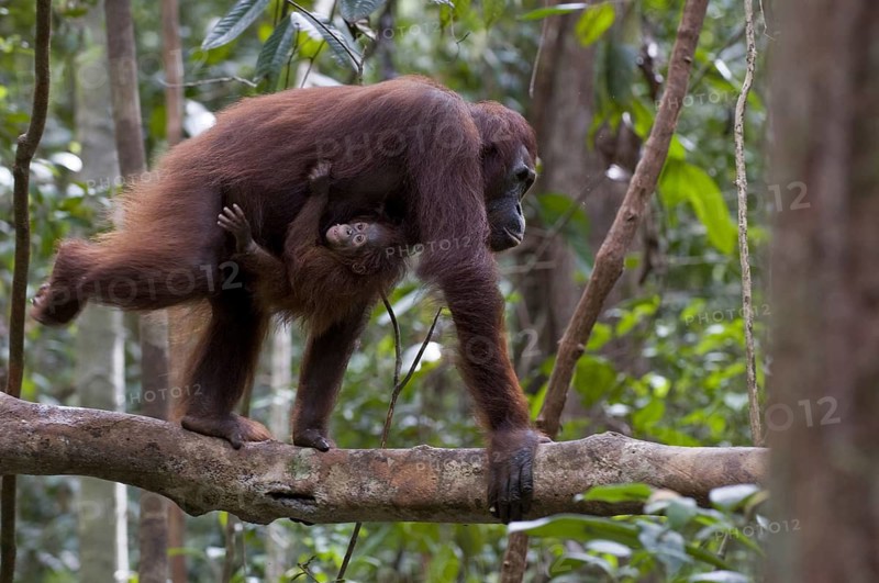 Indonesia, Borneo, animal, animals, mammal, mammals, monkey, monkeys, primates, orangutan, young, young animals, (Pongo pygmaeus), Tanjung Puting NP, national park, female