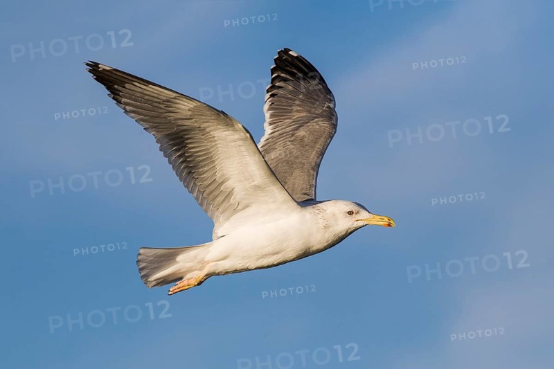 Baraba Gull (Larus fuscus barabensis) flying, Eilat, Israel