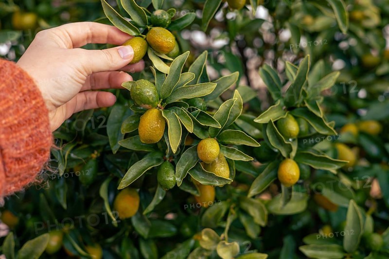A hand is reaching toward vibrant kumquat fruits, nestled among lush green leaves in a sunlit garden. The ripe fruits are ready for harvest, showcasing their bright colors. Organic fruit garden