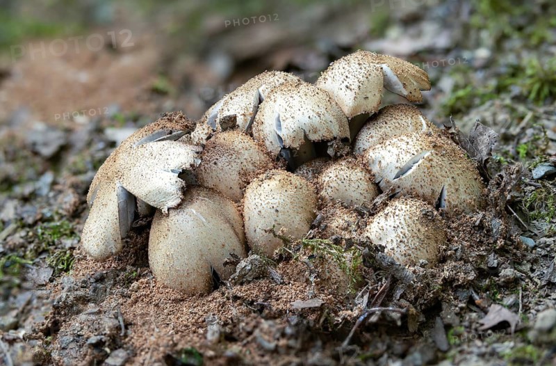 Coprinopsis acuminata, Coprinus acuminatus, gray tintling, narrow-spored wrinkle tintling, pointed humpback inkcap, fungi, fungus, humpback inkcap, mushrooms