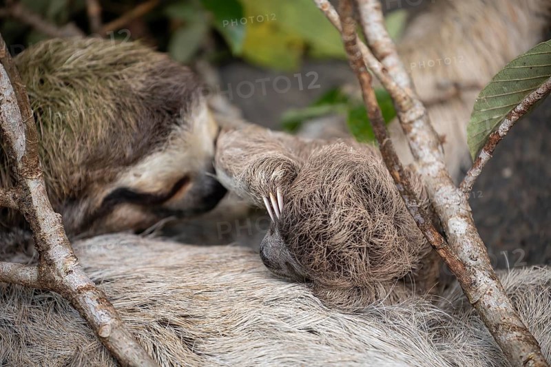 Close up of a cute baby three-toed sloth (Bradypus variegatus) resting on its mother's belly. Manzanillo, Limon, Costa Rica
