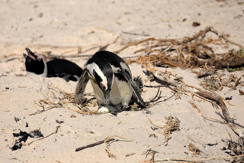 African penguin (Spheniscus demersus), adult, nest, breeding colony, beach, clutch of eggs, incubating, on the beach, Boulders Beach, Simonstown, Western Cape, South Africa
