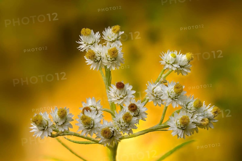 Anaphalis margaritacea, large pearl flower, large flowered pearl basket, neophyte, pearly everlasting, pearl flower, pearlwort, silver immortelle, flora, plants, western pearly everlasting