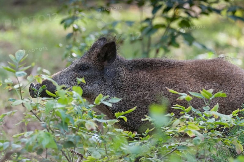 Artiodactyla, even-toed ungulate, cloven-hoofed, wild boar, wild boar, mammals, mammals