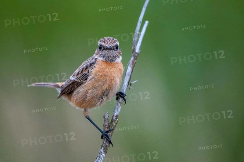 2009, Brandenburg, Germany, Nabu, national natural heritage, natural paradise Grünhaus, saxicola torquata, black throat, stonechat, post-mining landscape, birds, female, green house, passeri, songbirds, birds, female