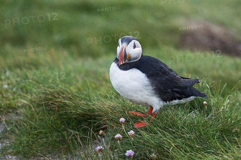 Atlantic Puffin (Fratercula arctica) on cliff, Iceland