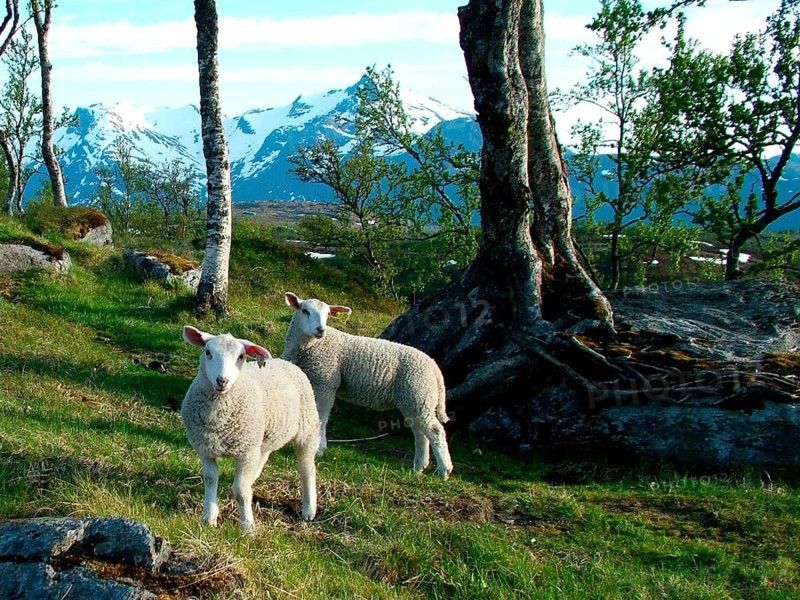 Geography, travel, Norway, sheep, Nordland, Northern Norway