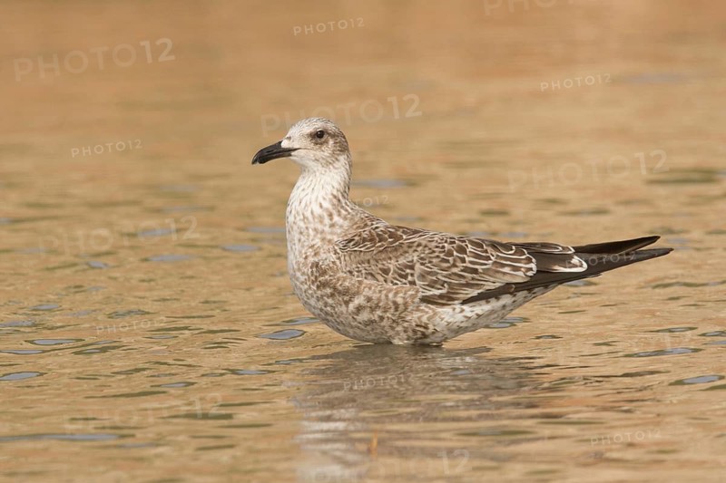 Yellow-legged Gull (Larus michahellis), Morocco
